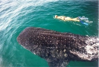 Nadar con el tiburon ballena